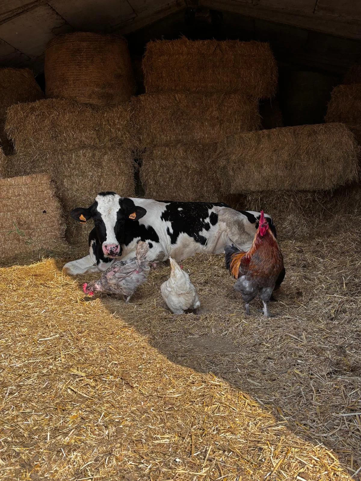 Una mucca sdraiata nella stalla insieme a galline e un gallo