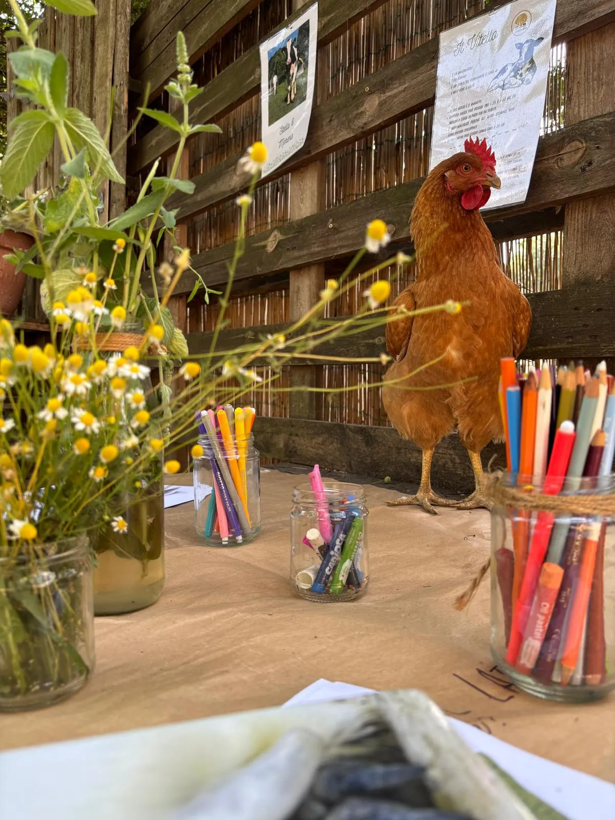 Gallina tra vasetti e cartelli degli animali in fattoria